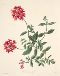 Scharlakenbloemige Vervain, uit Bloemillustraties van de Seizoenen, uitgegeven 1829